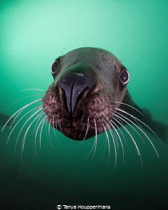'Whiskers'- A Steller sea lion comes in for a closer look... by Tanya Houppermans 
